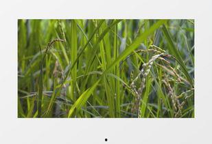 绿色大米爆料方法视频教程,轻松掌握视频爆料技巧 第1张 绿色大米爆料方法视频教程,轻松掌握视频爆料技巧 第1张